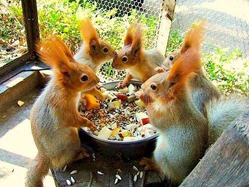 5 cute squirrels gathered around a bowl of food.